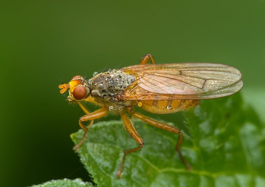 Scathophaga inquinata