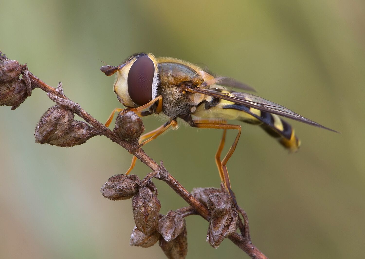 Syrphus ribesii