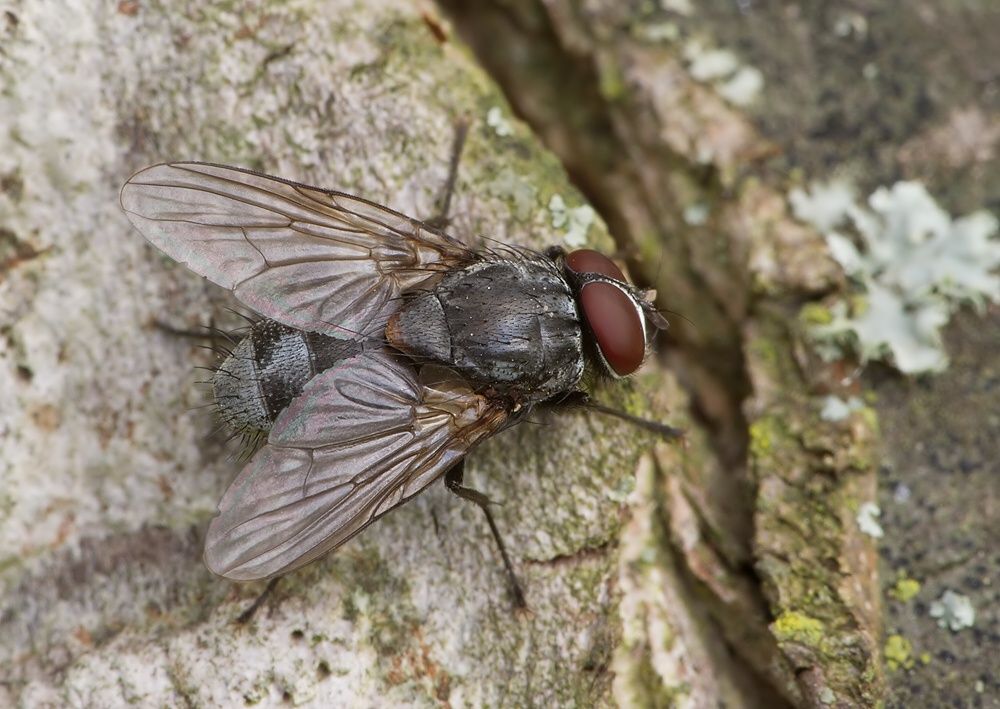 Muscina stabulans
