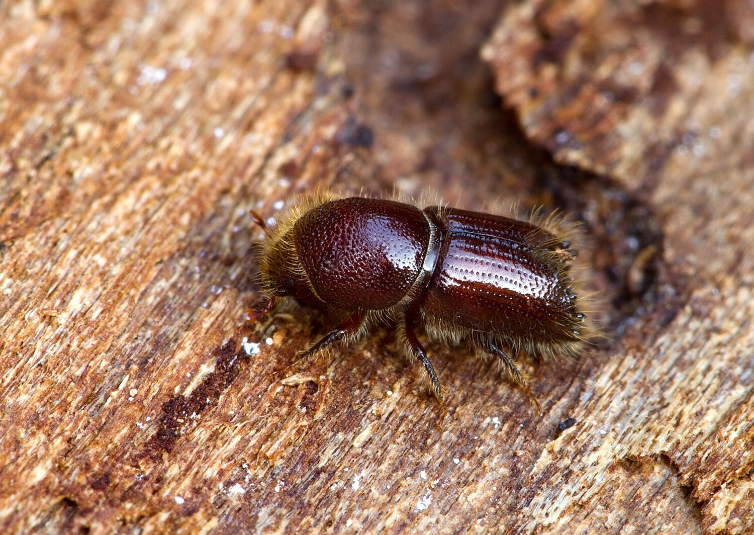 Ips typographus
