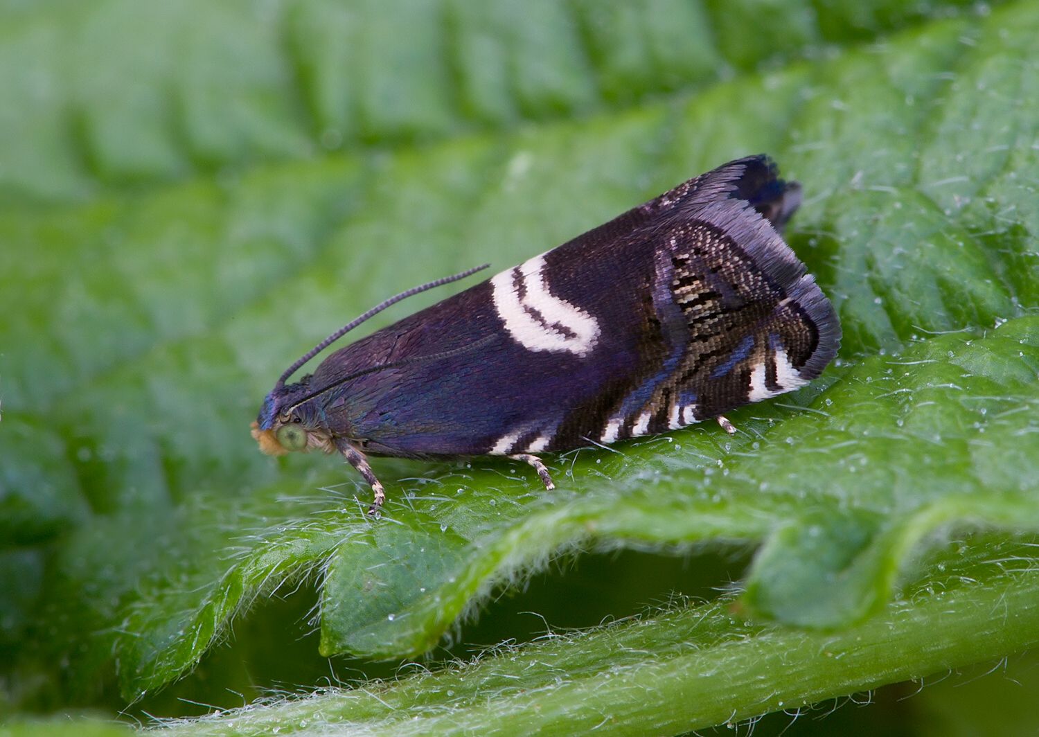 Grapholita fissana
