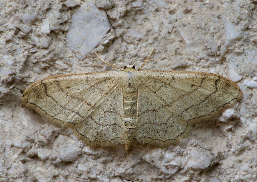 Idaea straminata