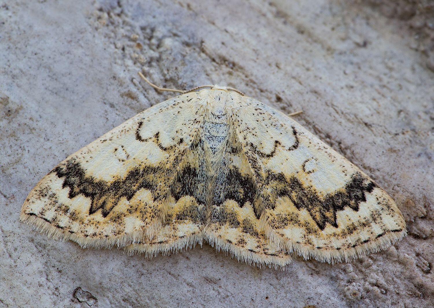 Cyclophora annularia