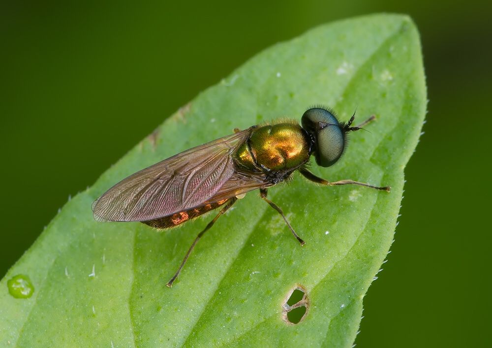 Chloromyia formosa