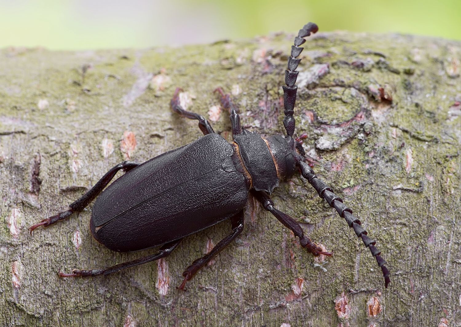 Prionus coriarius