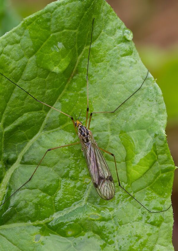 Nephrotoma quadrifaria