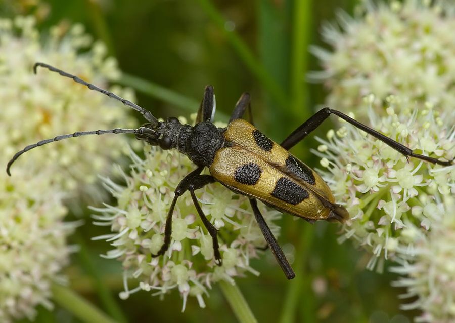 Pachyta quadrimaculata