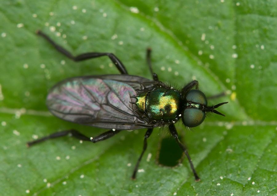 Actina chalybea
