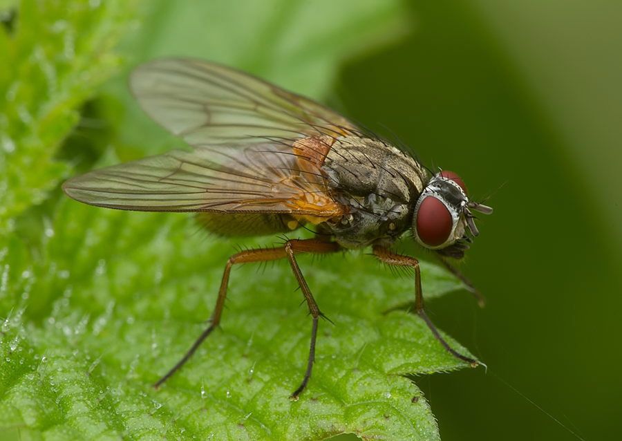 Mydaea corni