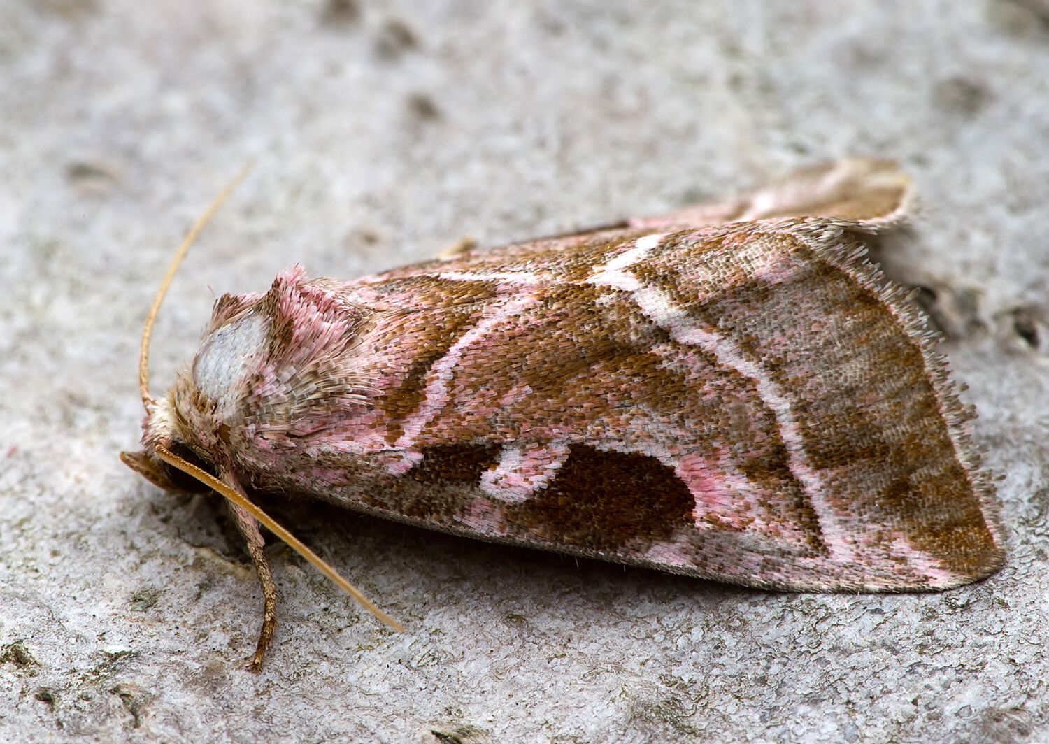 Eucarta virgo