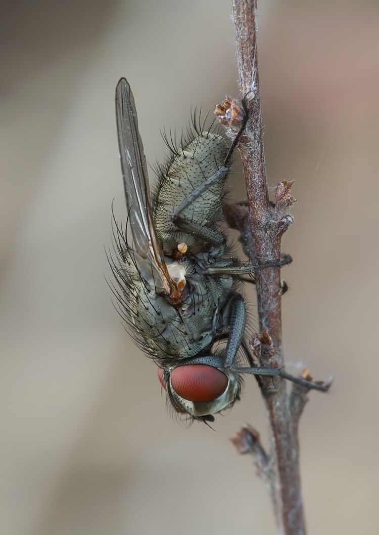 Leucophora personata