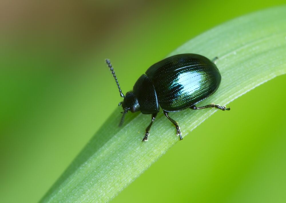 Phaedon armoraciae