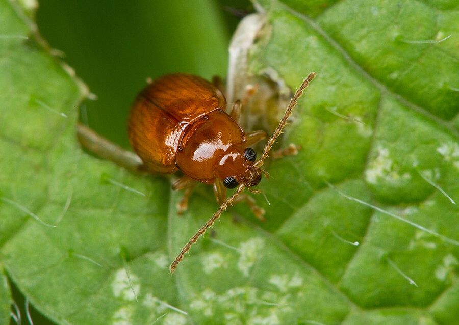 Sphaeroderma testaceum cf.