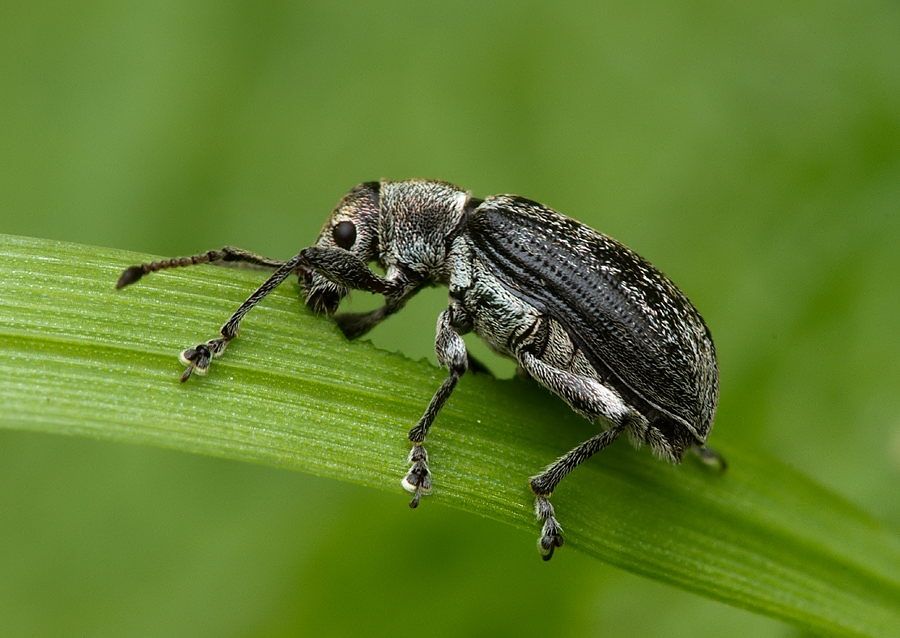 Phyllobius pyri