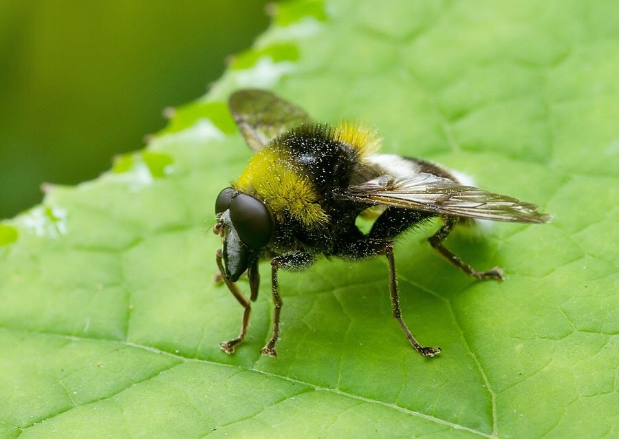 Arctophila bombiforme