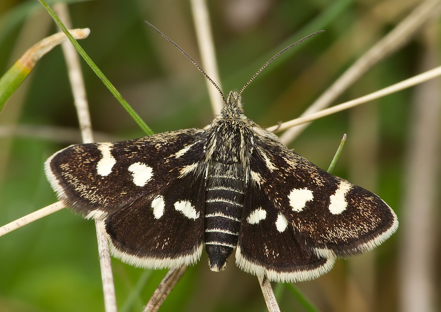 Eurrhypis pollinalis