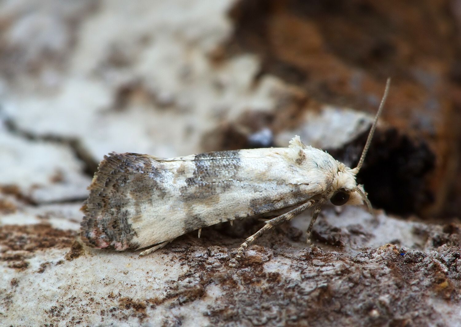 Cochylis posterana