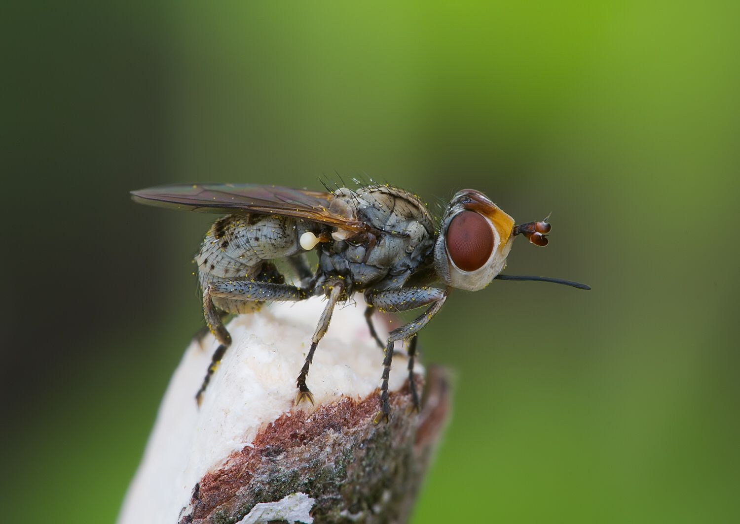 Zodion cinereum