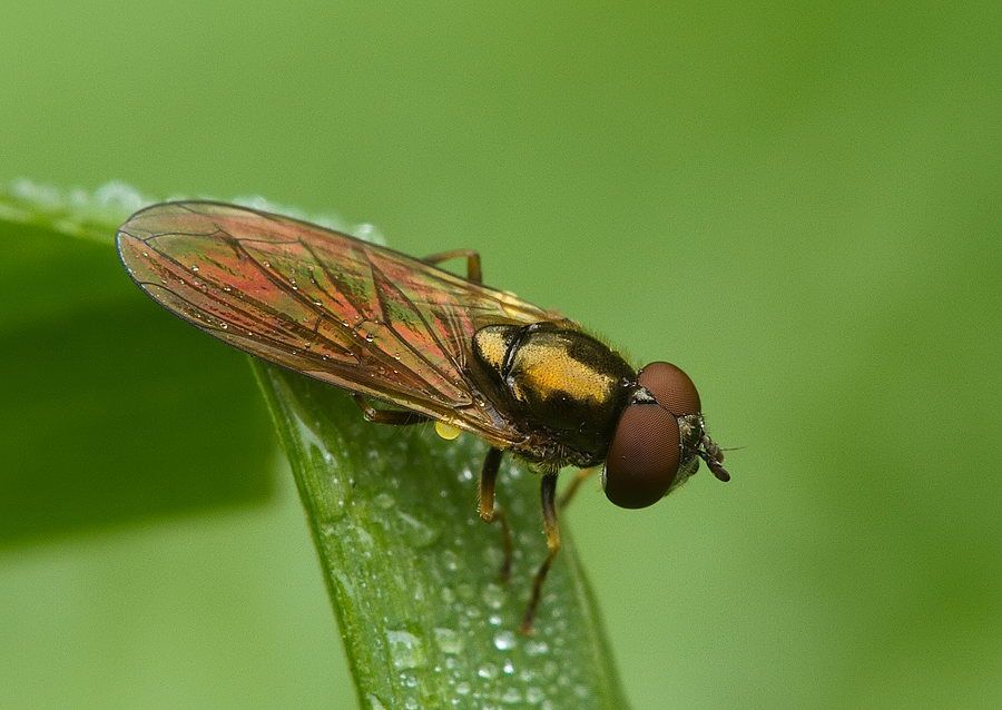 Cheilosia pagana