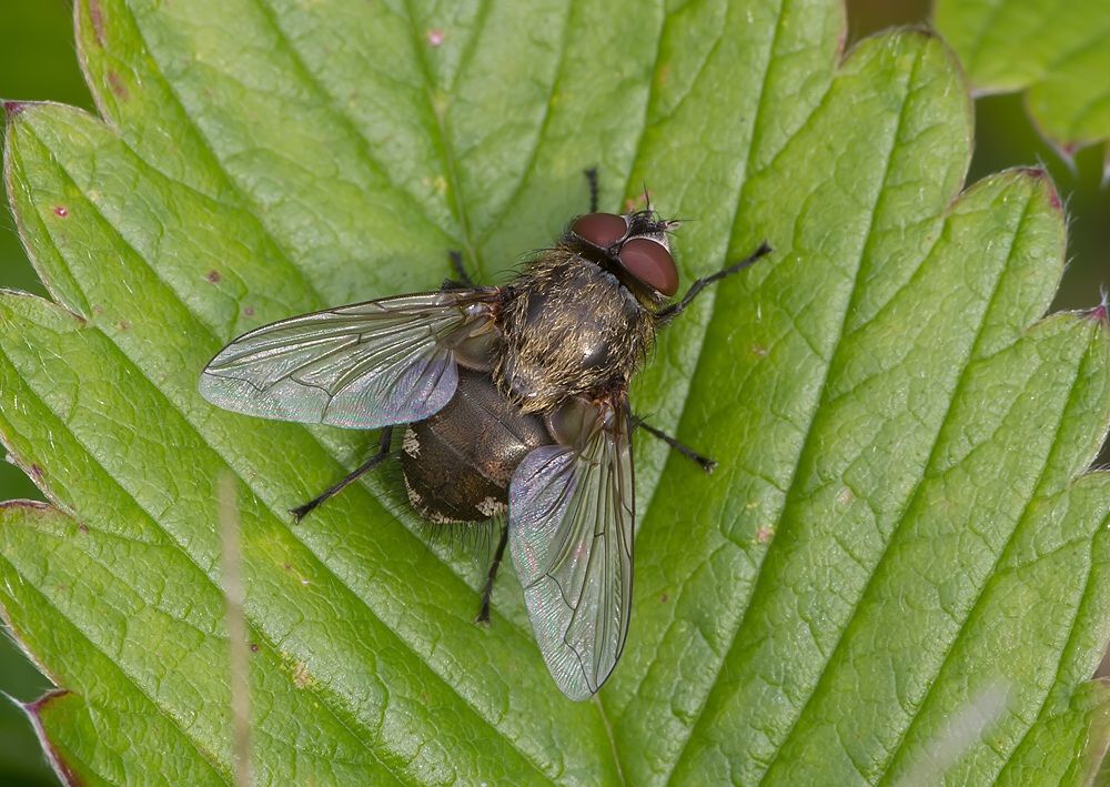 Pollenia rudis