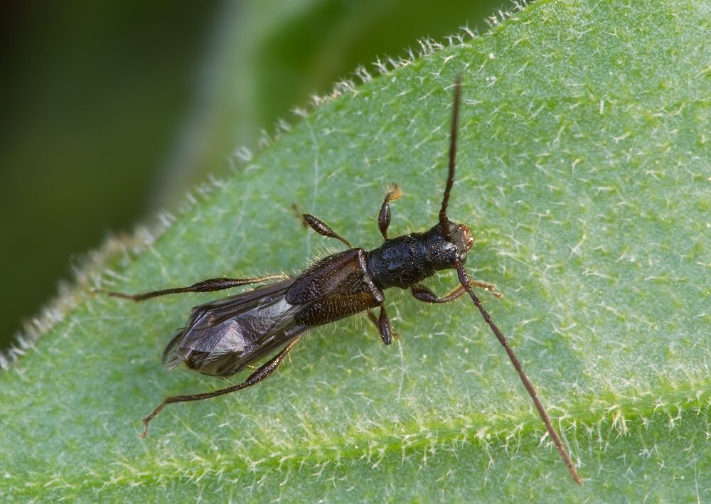 Molorchus umbellatarum