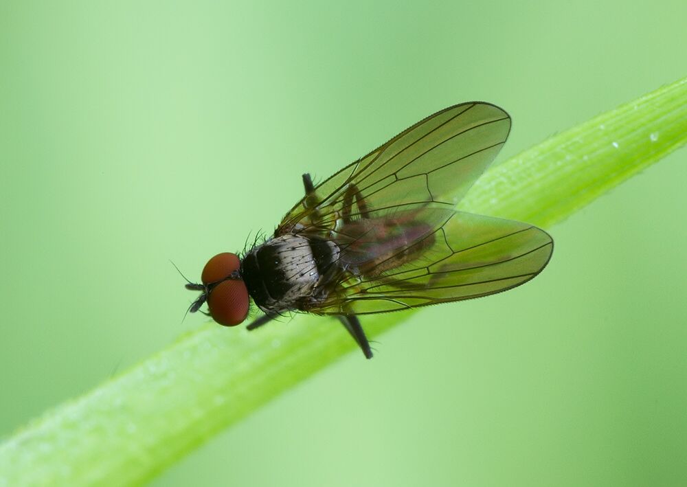 Azelia triquetra