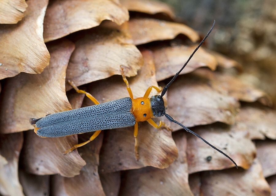 Oberea oculata