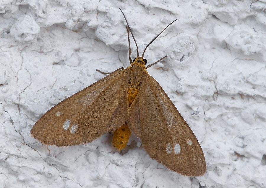 Dysauxes ancilla