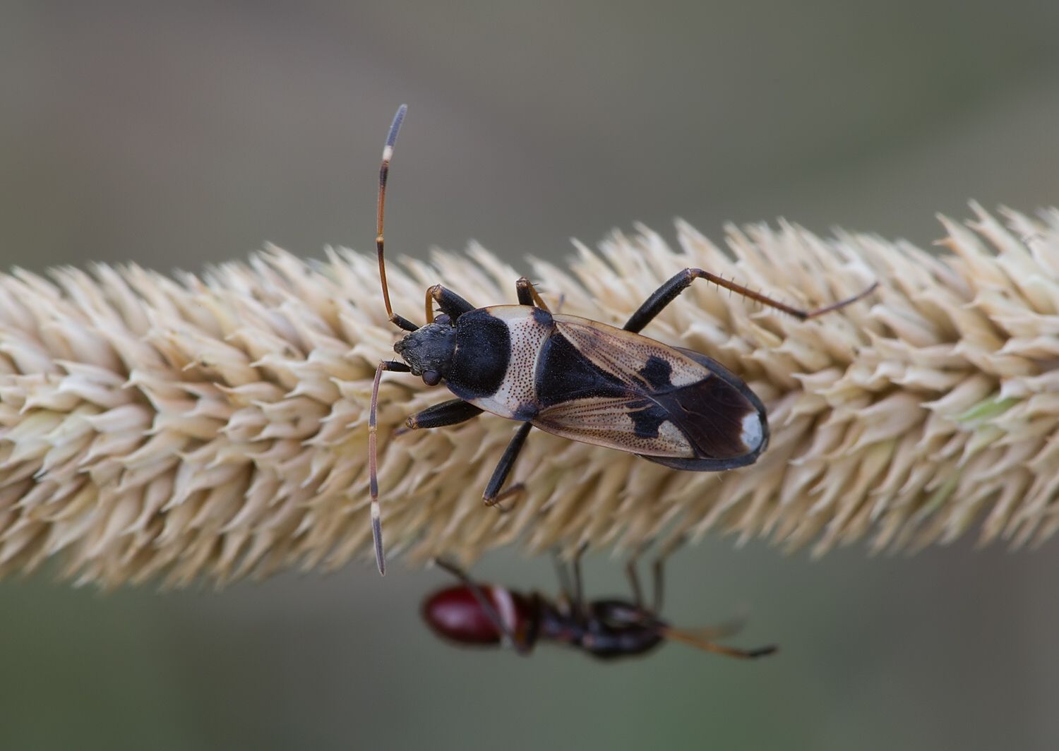 Raglius confusus