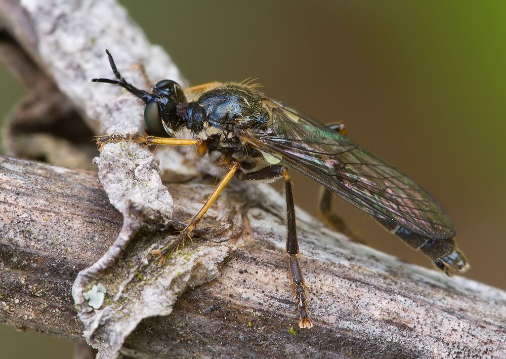 Dioctria rufipes