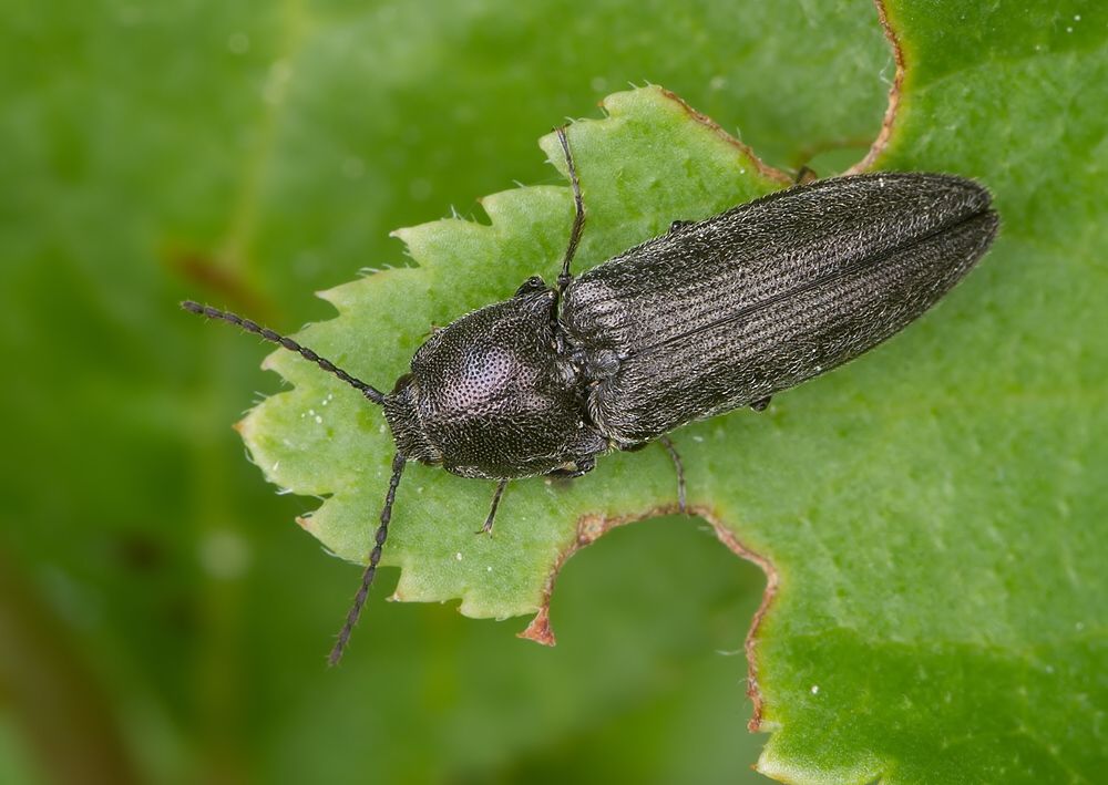 Cidnopus pilosus