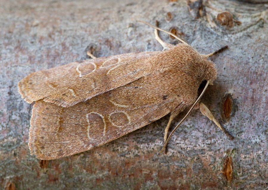 Orthosia cerasi