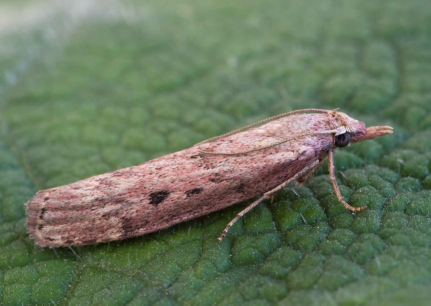 Aphomia zelleri