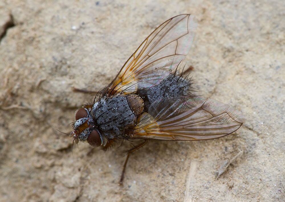 Carcelia dubia