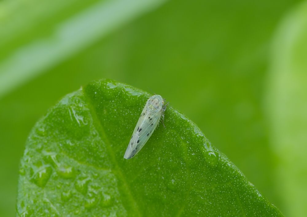 Balclutha punctata