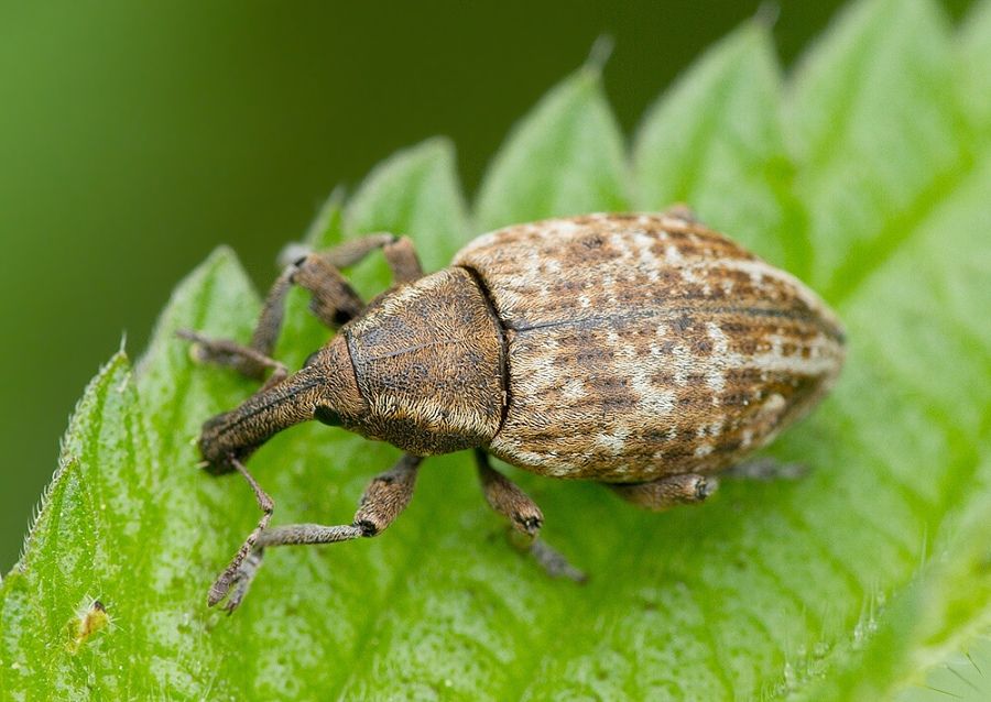 Lepyrus capucinus