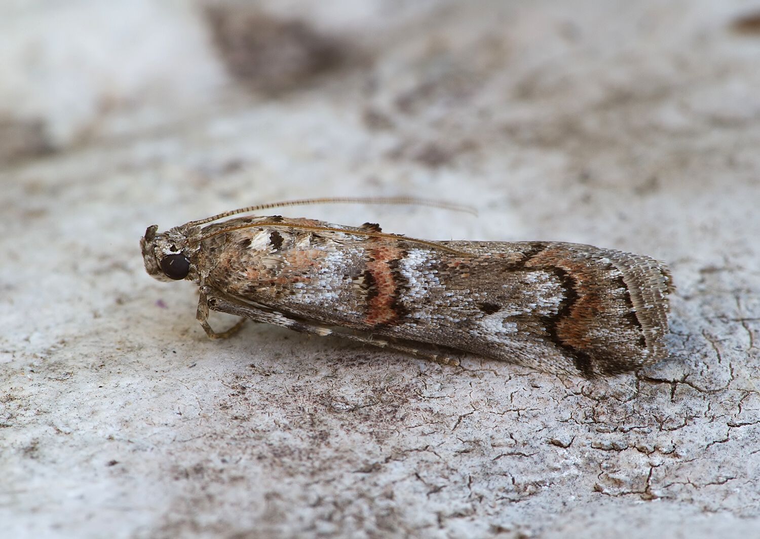 Pempelia palumbella