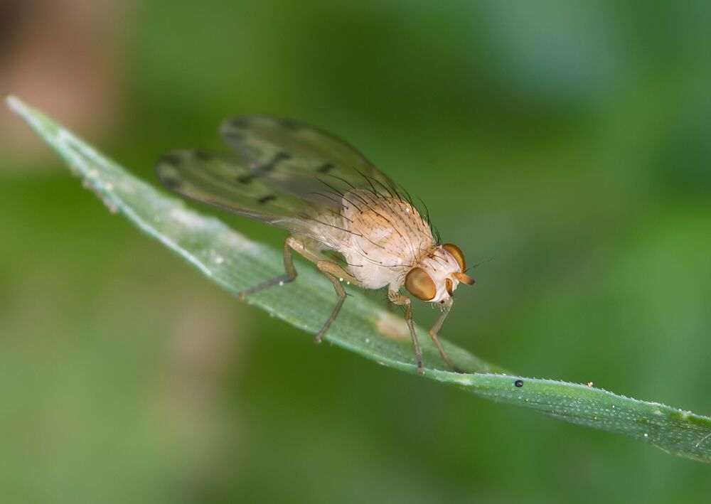 Meiosimyza decempunctata