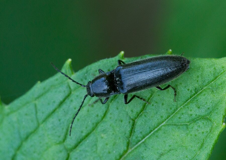 Hemicrepidius niger