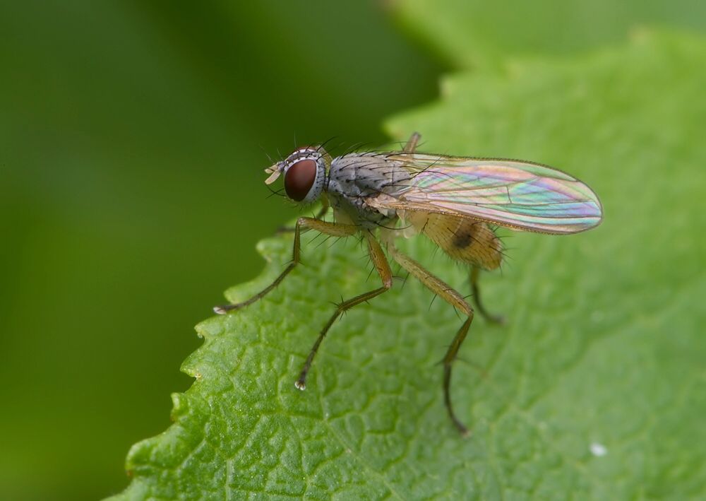 Coenosia mollicula
