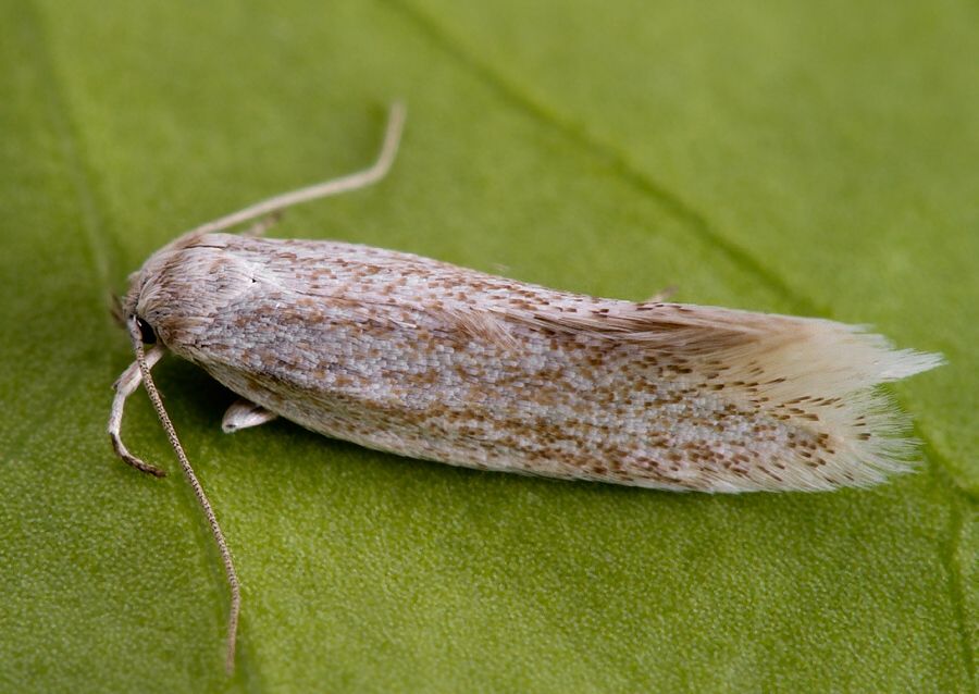 Elachista pollutella