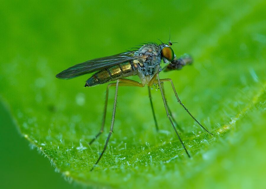 Sciapus platypterus