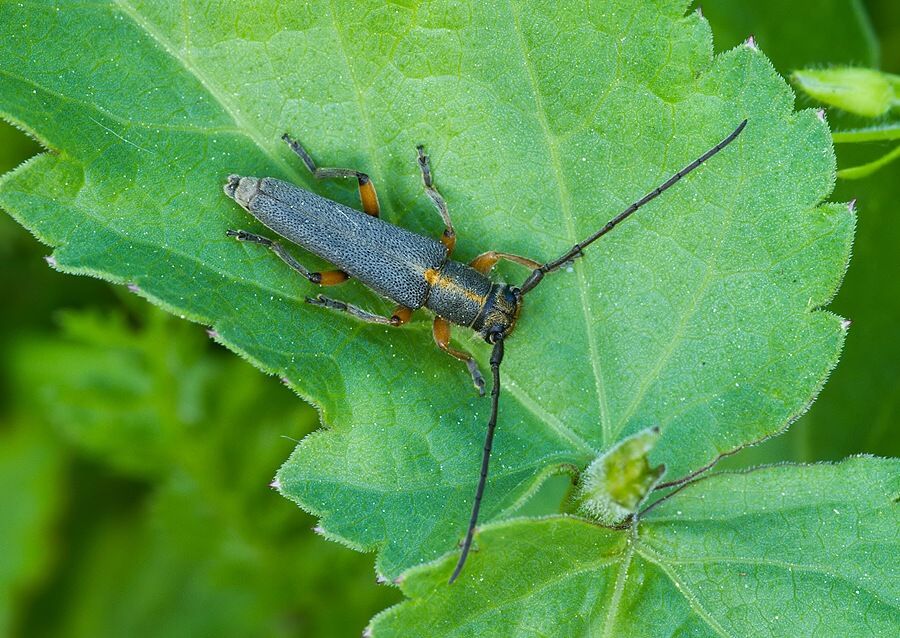 Phytoecia icterica