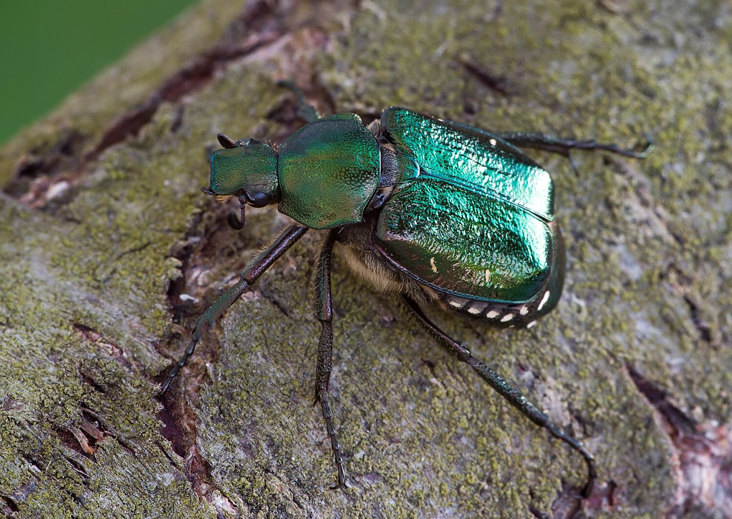 Gnorimus nobilis