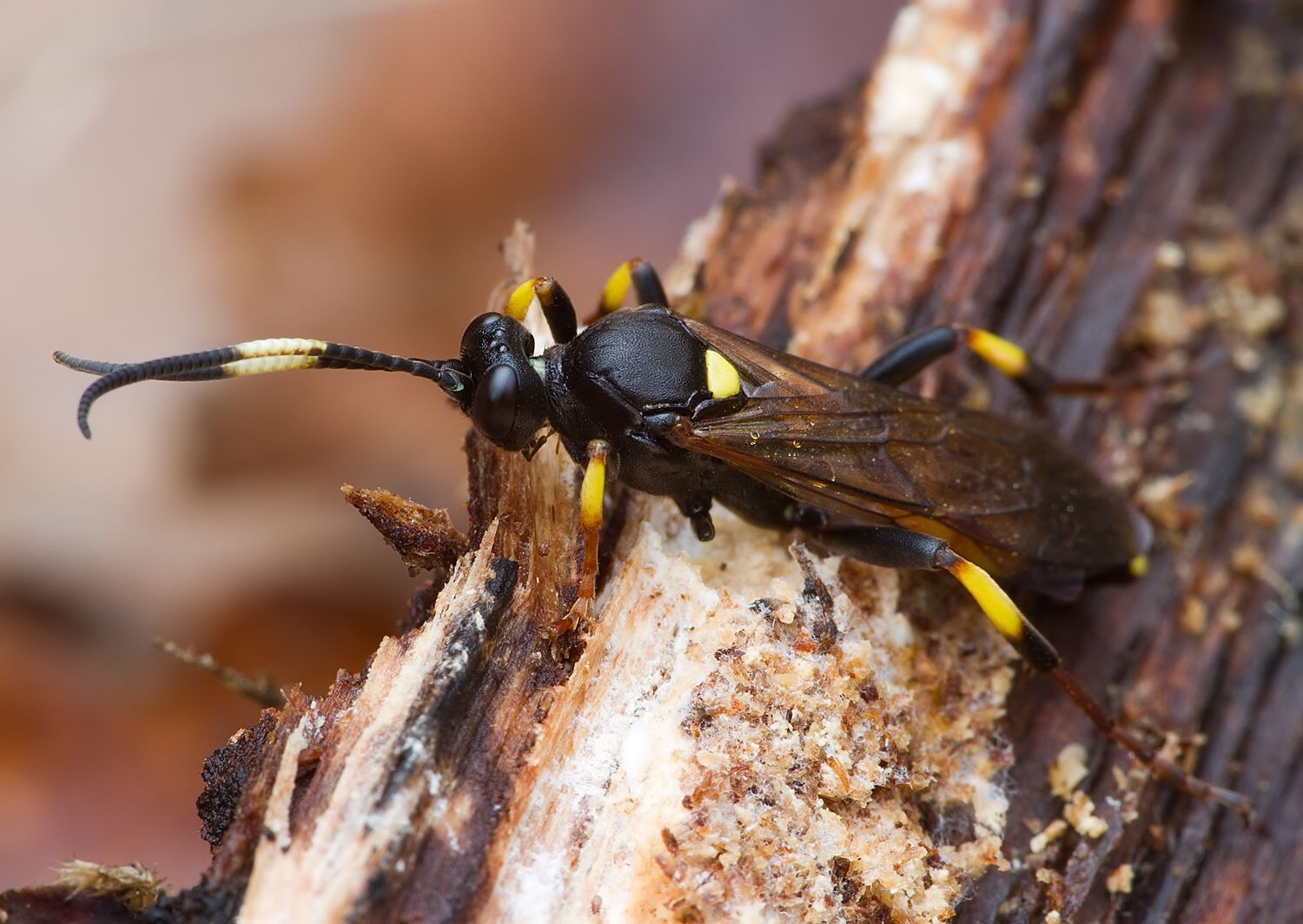 Ichneumon stramentor