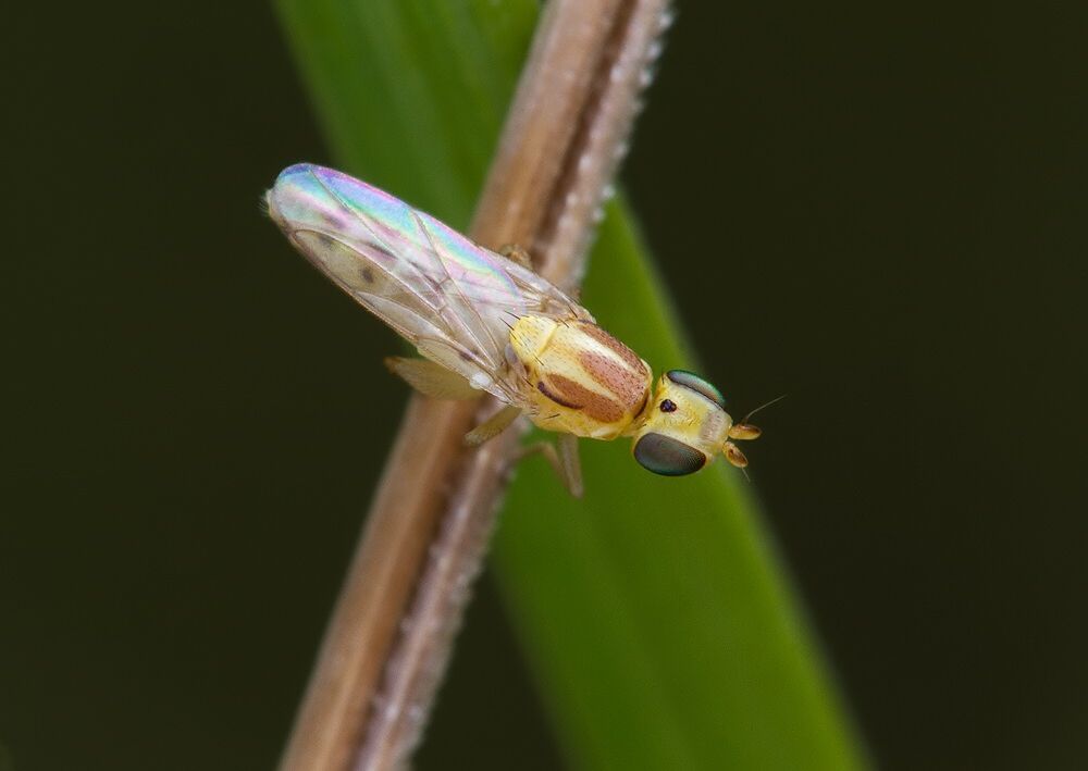 Meromyza femorata