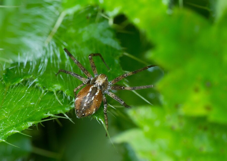 Philodromus cf. collinus