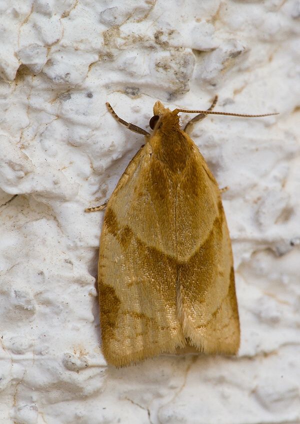 Clepsis rurinana
