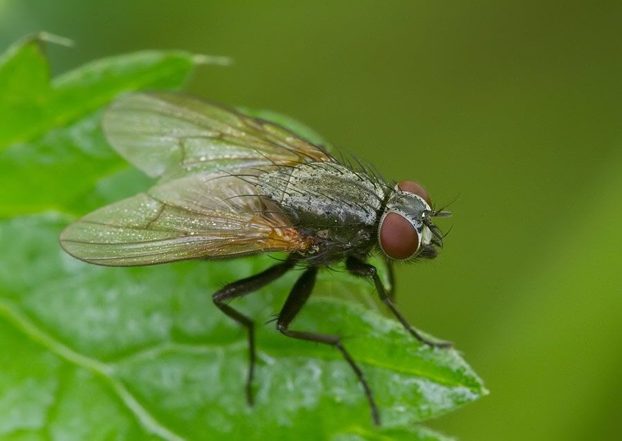 Delia platura