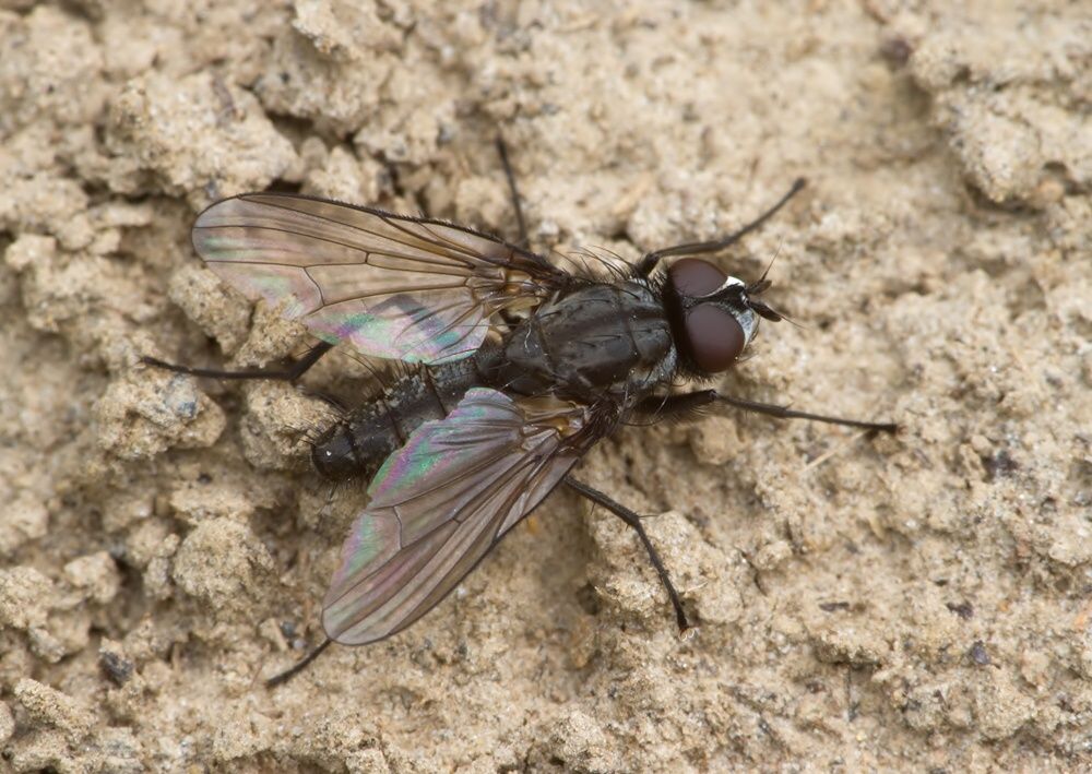 Hydrophoria lancifer